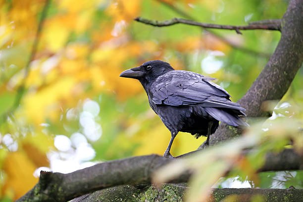 Are There 2 Mysterious Raven Species in Louisiana?