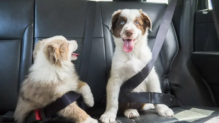 What Makes Dogs Pant in the Car?