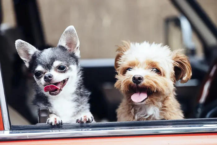 Why Do Dogs Pant in the Car?