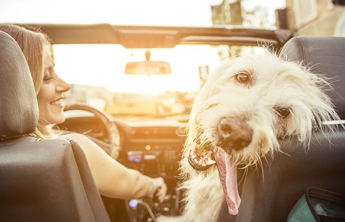 Why Do Dogs Pant in the Car?