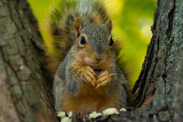 20 Fascinating Types of Squirrels in the US