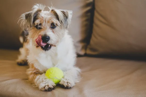 5 Surprising Reasons Why Your Dog Keeps Licking Its Butt