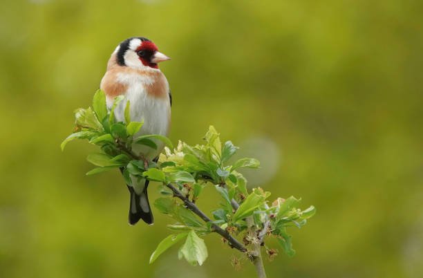 Top 15 Most Common Birds You’ll Spot in Florida